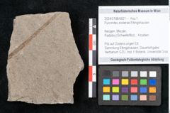 Foto (Objekt + Etikett) von Puccinites zosterae Ettingshausen (NHMW-GEO-2024-0188-6621)